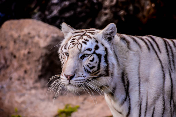 istock Rare White Striped Wild Tiger 2094636372