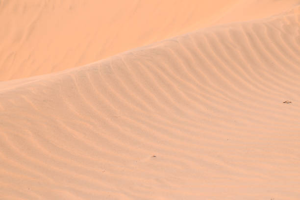 sand dune desert in maspalomas - image alternative energy canary islands color image 뉴스 사진 이미지