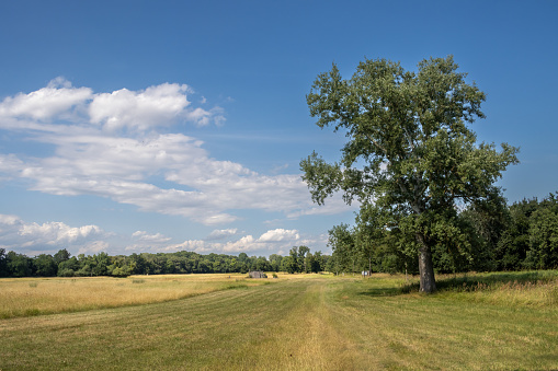 Summer Landscape with green fields and blue sky