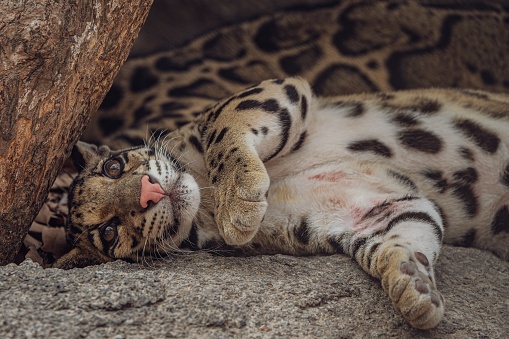 A cute clouded leopard resting near in the shade under a tree