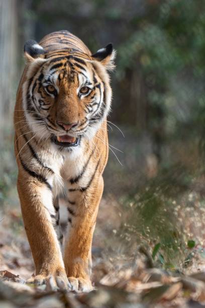 istock Vertical shot of a big tiger strolling along a forest path 2094660621