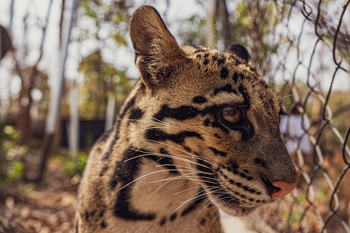 A close-up shot of an adorable clouded leopard face