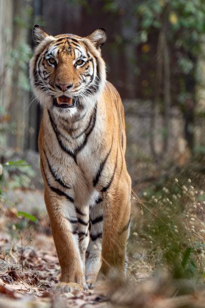 istock Vertical shot of a big tiger strolling along a forest path 2094660629