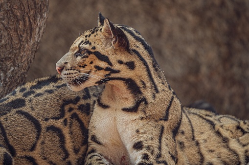 A close-up of a clouded leopard showcasing its stunning fur pattern