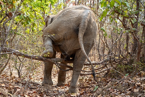 An elephant strolling through the forest stepping over a tree branch