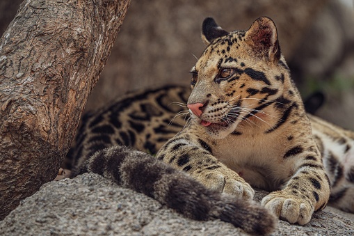 A closeup shot of a beautiful clouded leopard perched on a forest rock