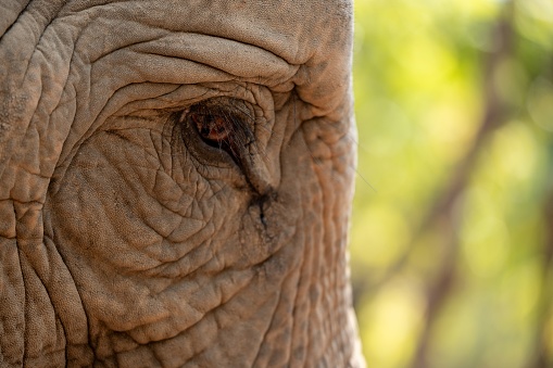 A closeup shot of details on an elephant eye