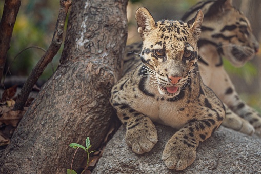 A closeup shot of a beautiful clouded leopard perched on a forest rock