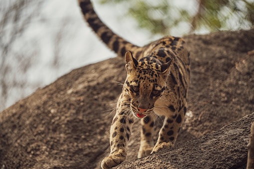 A clouded leopard strolling on large rocks with trees in the backdrop