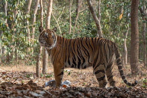 A majestic tiger in a forest surrounded by trees and foliage