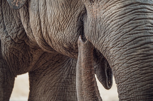 A close-up shot of elephant skin texture