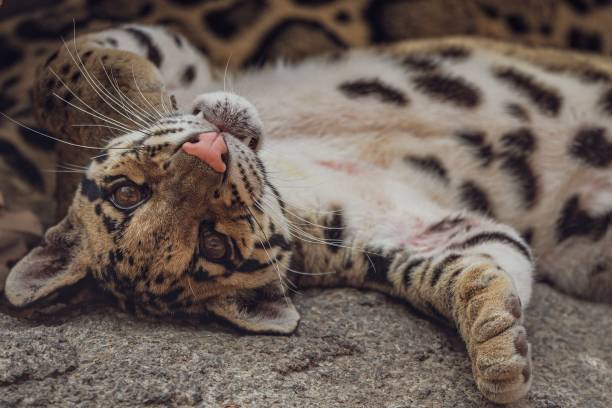 istock Adorable clouded leopard cat basking on a sunlit rock 2094661717