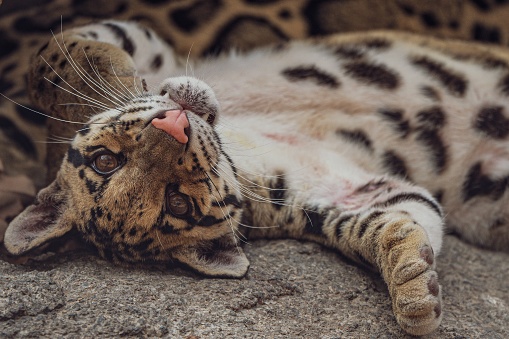 An adorable clouded leopard cat basking on a sunlit rock