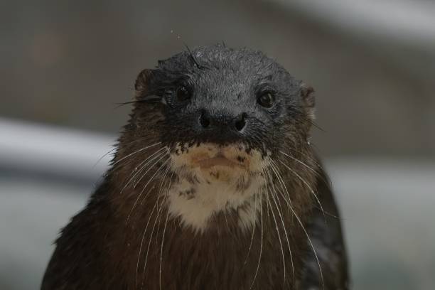 An otter gazing at the camera with wet fur