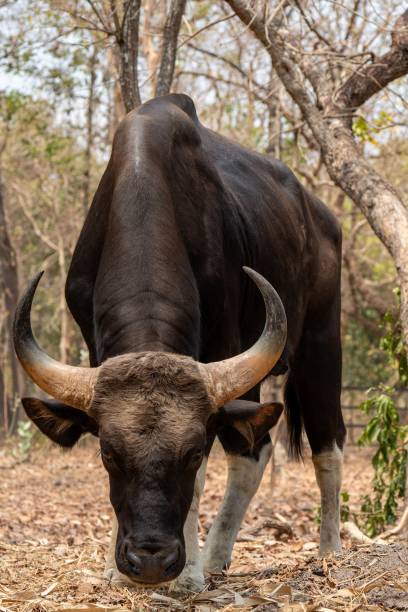 istock Brown and black bull grazing on leaf-covered ground 2094661756