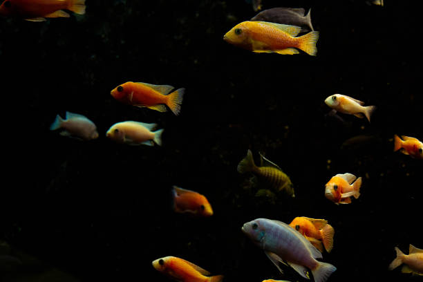 istock malawi cichlid fish in closeup, 2094665094