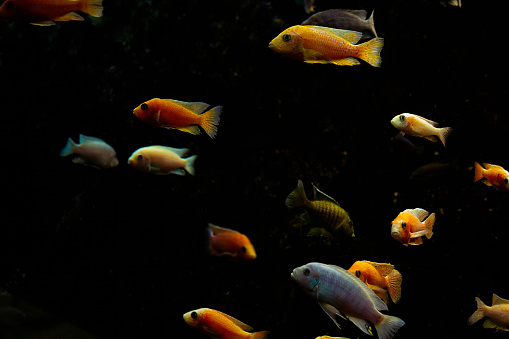 malawi cichlid fish in closeup, a popular tropical aquarium pet from lake malawi in Africa