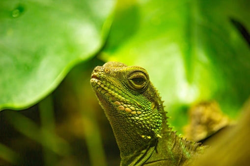 Chinese water dragon (Physignathus cocincinus). Also known as Asian water dragon