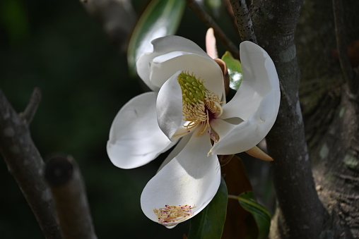 In this horizontal, color, royalty free stock photograph a blooming Magnolia tree in Atlanta, Georgia. This tree is native to the Southeastern part of the United States. The blossoming white petals of the fragrant plant are open among the green leaves.  Photography created with a Samsung Galaxy S5 mobile phone.