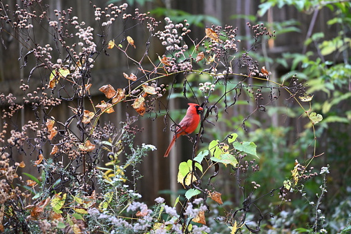 An overview of a red cardinal sitting on a branch surrounded by foliage that looks like it is transitioning from fall to spring in Madison, Alabama.