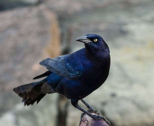 istock Blue bird perched on a rock gazes directly at the camera 2094676329