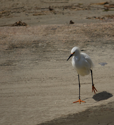 A seagull strolling on sandy beach by the seal