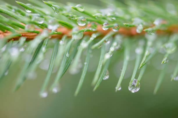 close up of water droplets on a pine