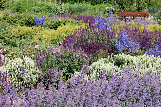 purple flower bed background of sage officinalis, decorative, bio background
