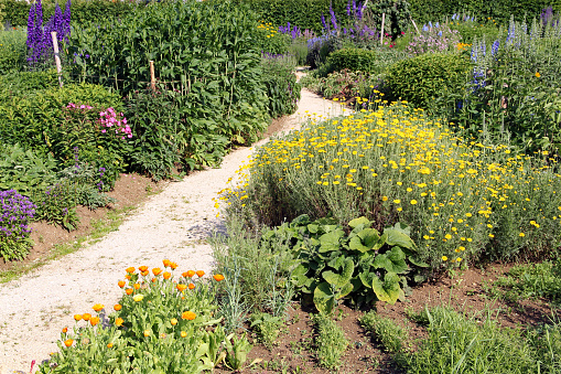 Path through the colorful herb and flower garden