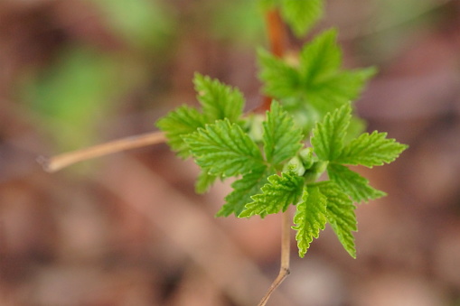 The delicacy and vibrant colors of young raspberry leaves; Rubus Idaeus; macro photography