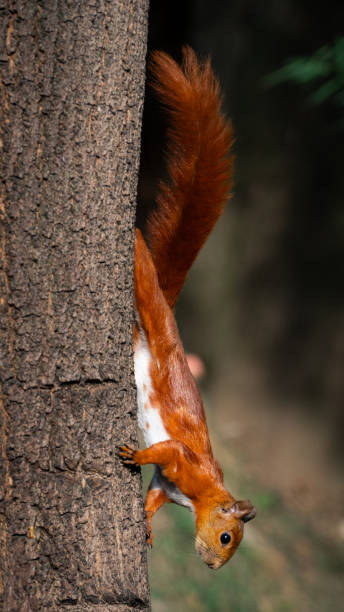 istock athletic colombian squirrel climbing down looking for food 2094733599