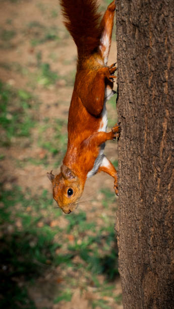 istock and cute whiskers held on a trunk looking at camera 2094735172