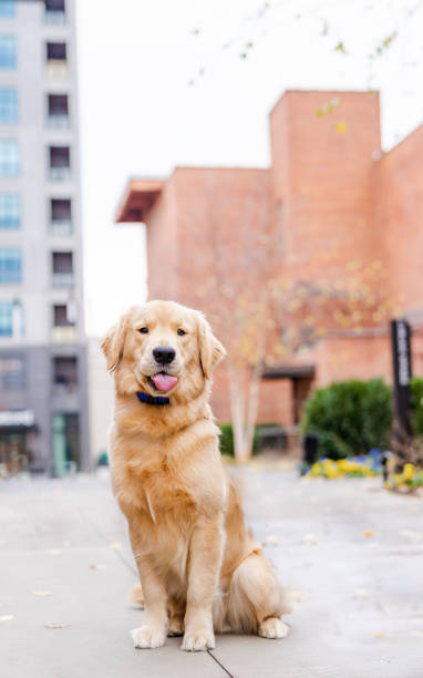 istock Golden retriever tongue out 2094735704