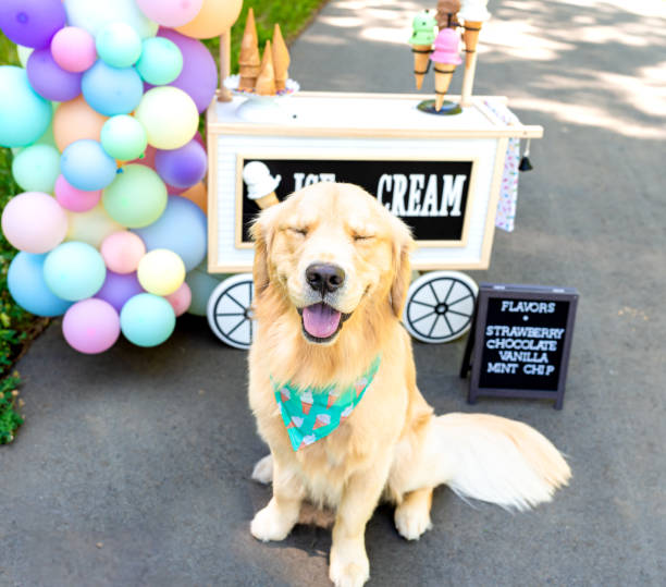 istock Ice Cream Golden Retriever 2094735710