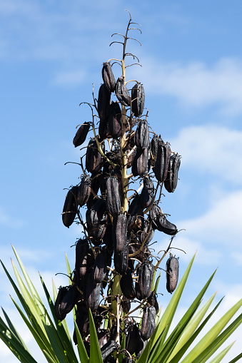 Yucca aloifolia common names include aloe yucca, dagger plant, and Spanish bayonet. It grows in sandy soils, especially on sand dunes along the coastline.