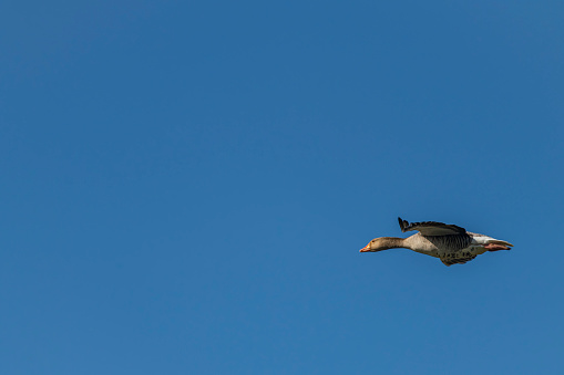 Flying color duck with blue sky in spring sunny fresh nice day