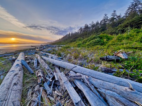 Driftwood on the shoreline of Pacific Rim National Park on Vancouver Island, British Columbia