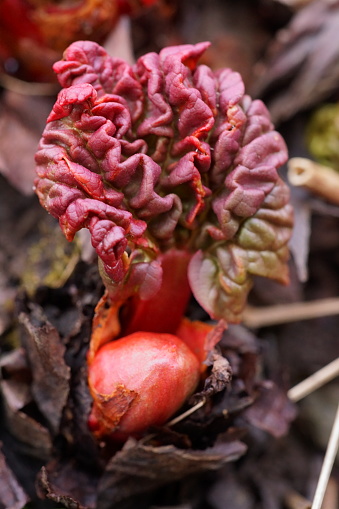 The texture and vibrant colors of young rhubarb leaves; Rheum rhabarbarum; macro photography