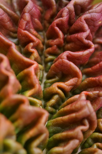 The texture and vibrant colors of young rhubarb leaves; Rheum rhabarbarum; macro photography