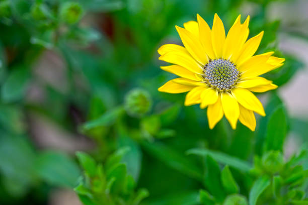 yellow flowers on a light background