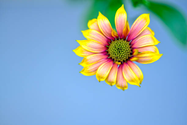 Close up of colorful gaillardia flowers, showcasing the beauty of nature in Spania Dolina, Slovakia