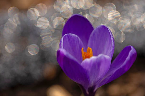 macro picture of crocus flowers in early spring