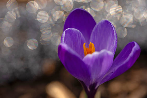 istock macro picture of crocus flowers in early spring 2094765044