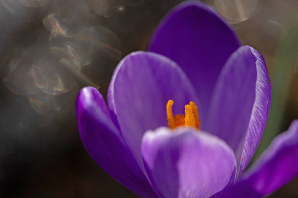 istock macro picture of crocus flowers in early spring 2094765047