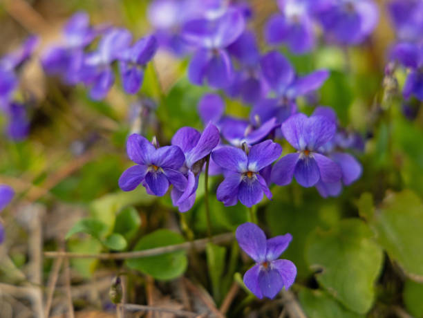 istock beautiful violet flowers in a garden 2094765586