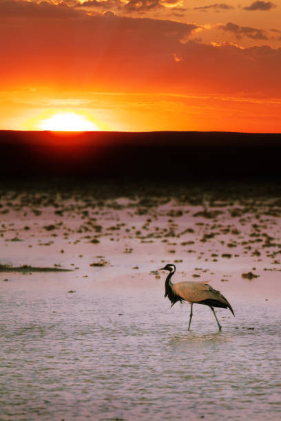 Migratory Demoiselle Crane (Anthropoides virgo) walking in an artesian pond at sunset, desert area of Southern Kazakhstan