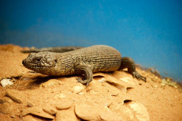 The Cunningham's Skink is a sun-loving variety of spiny-tailed skink