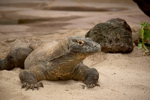 istock this is a close up of a Komodo dragon 2094771485