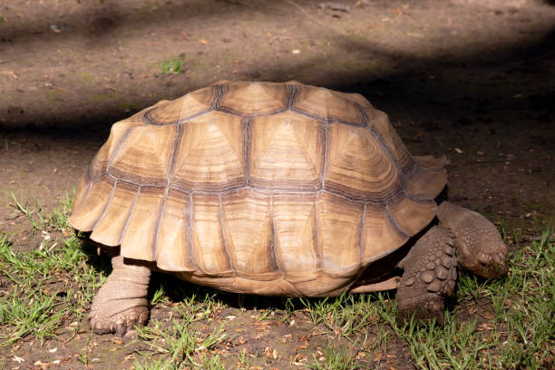 istock This is a side view of a tortoise 2094773032