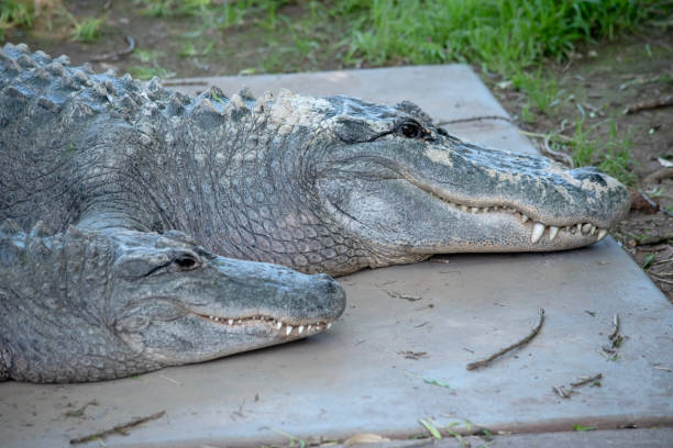 istock This is a side view of two alligators resting 2094773034